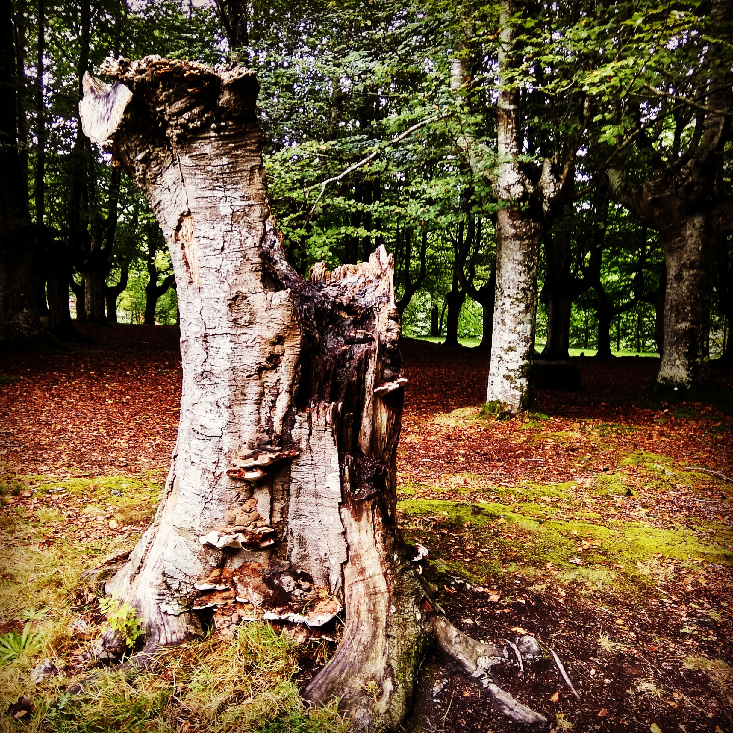 IMG_20181009_084600_229